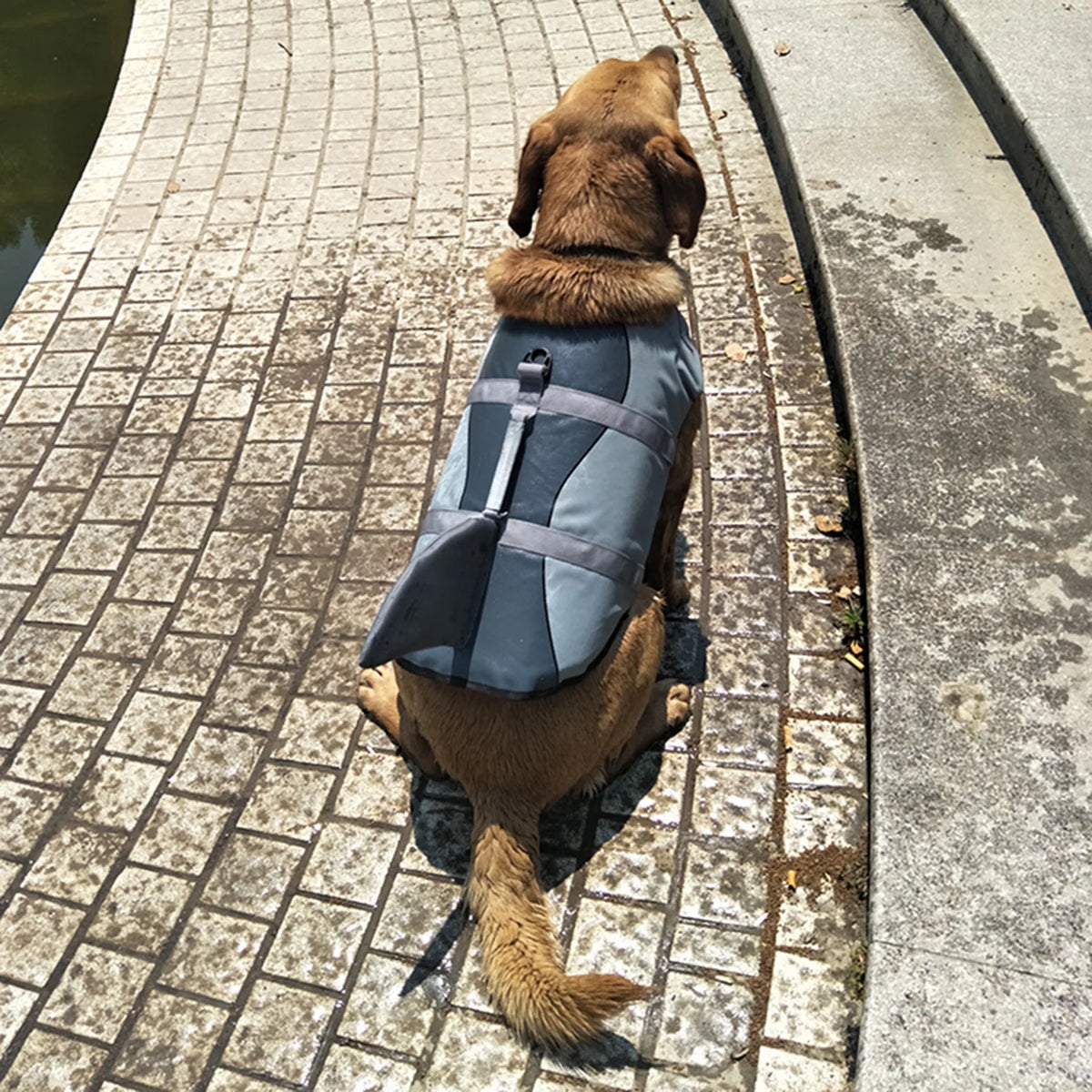 Dog Life Jacket Shark Swimsuit Vest Safety Wear J279479