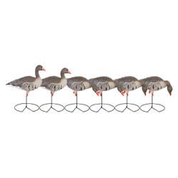 Full-Body Specklebelly Decoy Pack O6523