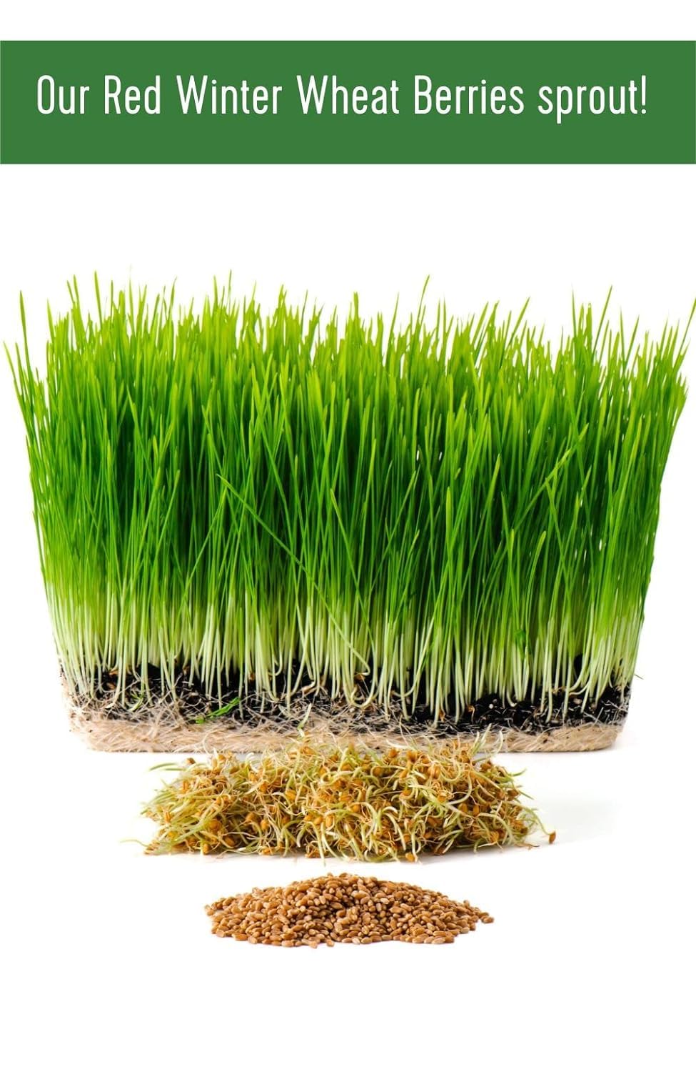 1 LB Hard Red Winter Wheat Berries Q371327