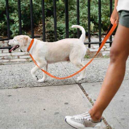 Reflective Nylon Adjustable Dog Collar with Quick Release Buckle I3613