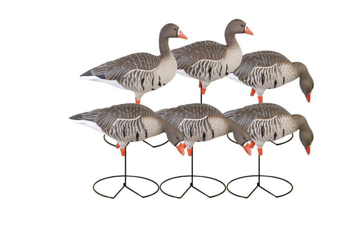 Full-Body Specklebelly Decoy Pack O6523