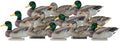 12 Pack Flocked Head Mallard Decoys A279681