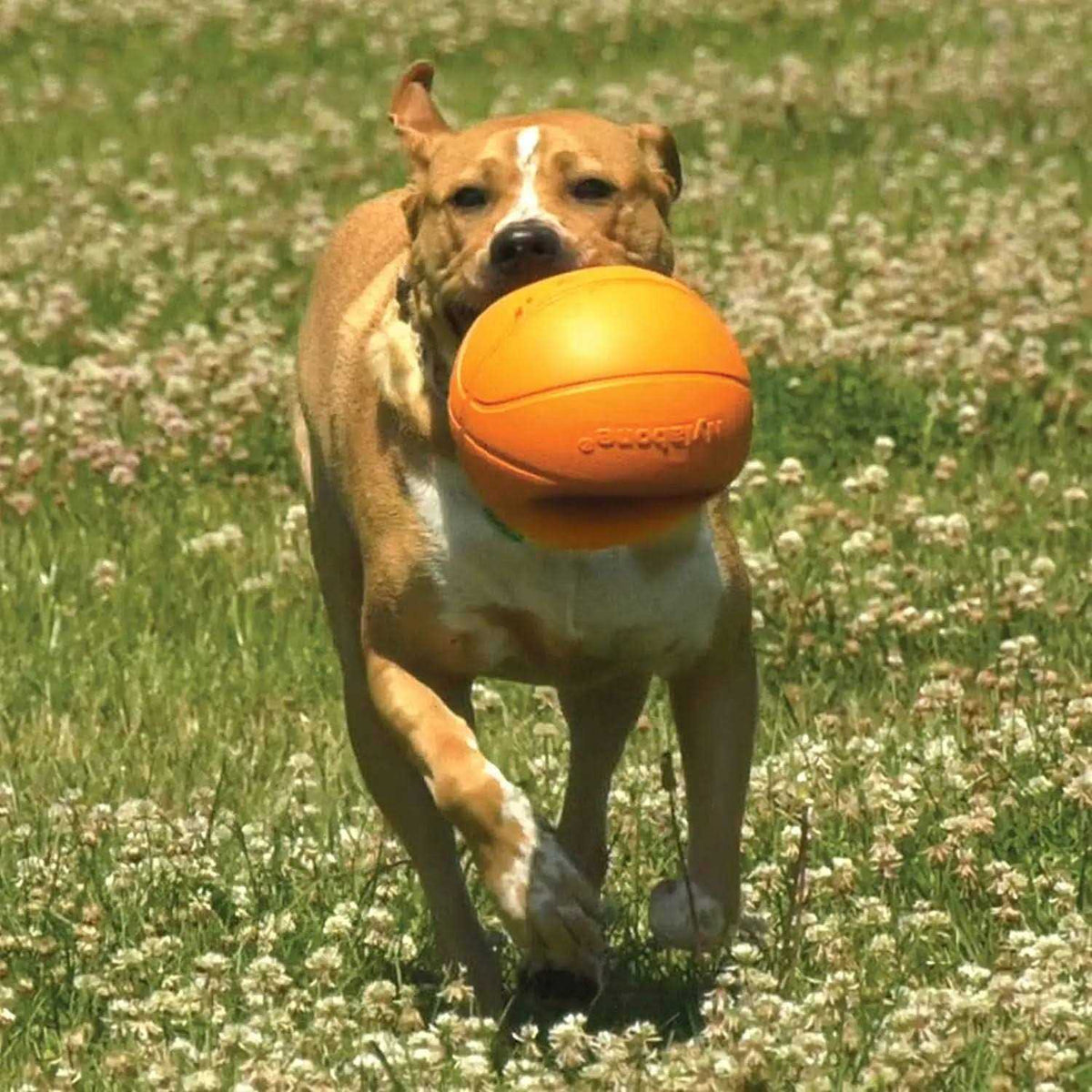 Dog Toy R632