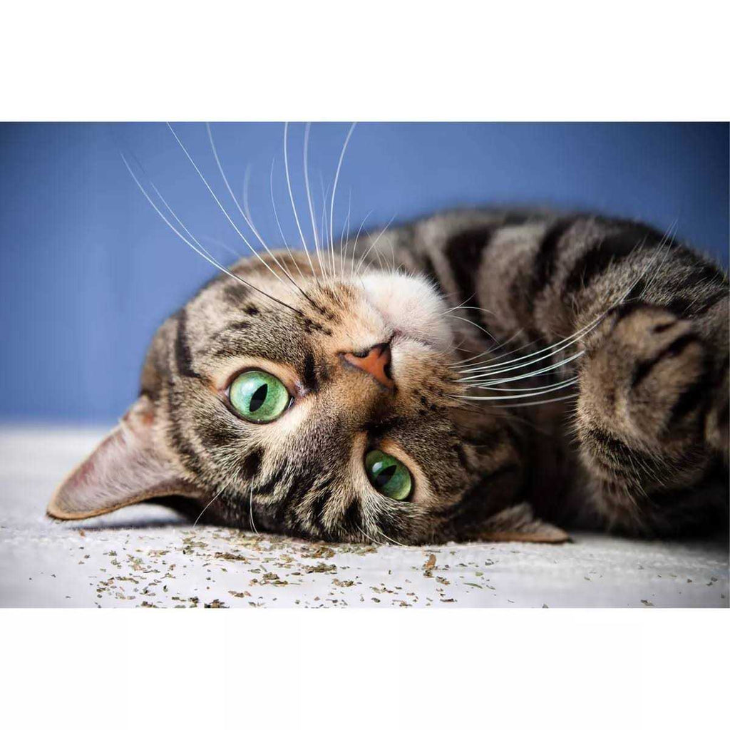 Catnip with Silvervine I3288