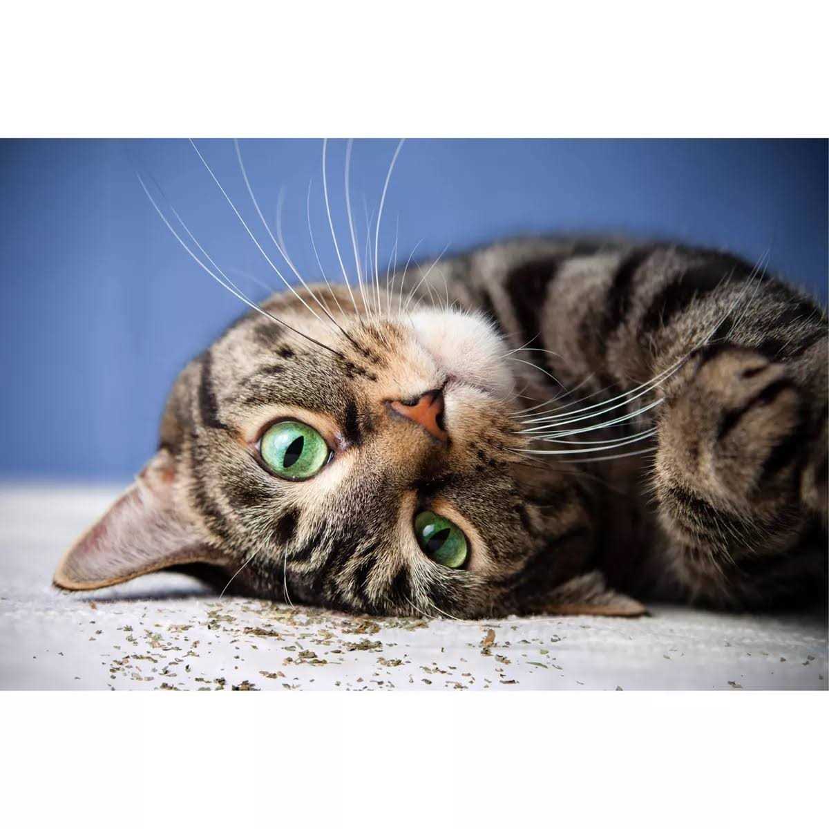 Catnip with Silvervine I3288