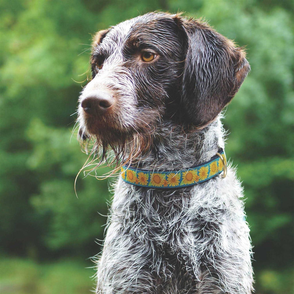 Sunflower Dog Collar J467796